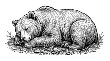 Grizzly bear sleeping peacefully on forest floor, detailed illustration, black and white sketch © Tembok