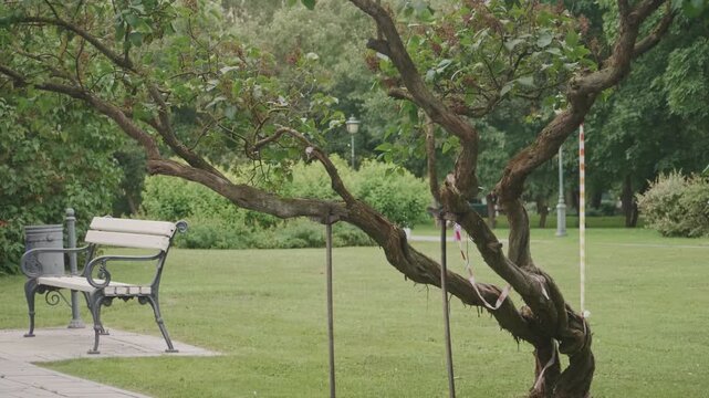 Leaning gnarled tree with support poles and park bench
