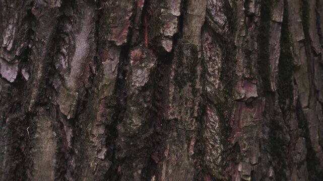 Close-up macro of rough tree bark texture in a forest