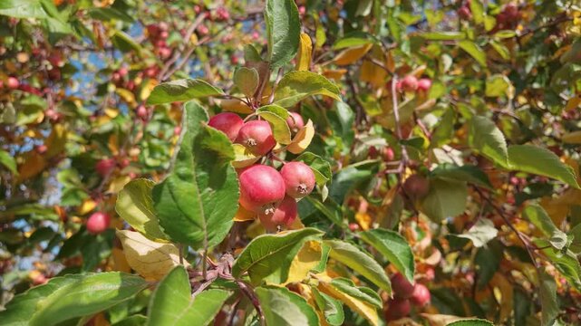 Ripe red apples hang from branches, swaying in autumn breeze. Ripening, juicy wild crab apples against backdrop of yellowed fall foliage, close-up, natural autumn scene.
