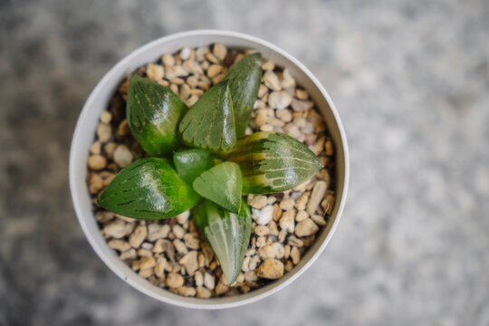 Young variegated Haworthia correcto Ice River succulent plant in a white pot