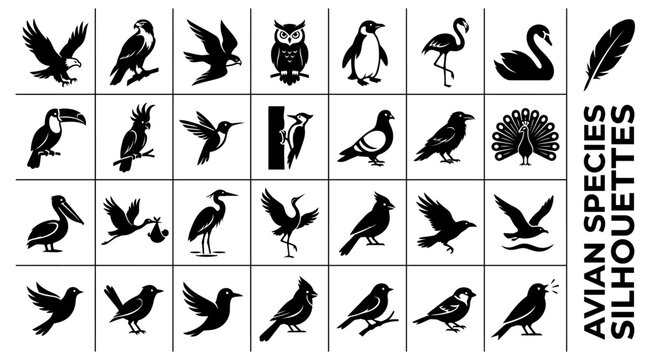Diverse avian species silhouettes including eagle owl penguin and flamingo for graphic design