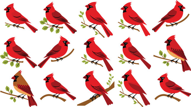 Red northern cardinal bird flat cartoon vector illustration element set sitting on tree branch branches