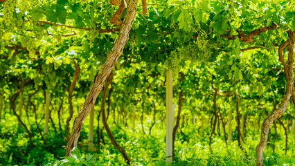 Fototapeta premium Lush green vineyard with grapevines growing on trellises under bright sunlight, showcasing healthy foliage and clusters of grapes in a rural agricultural setting