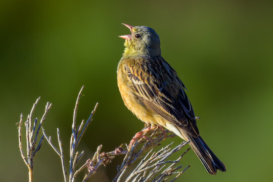 Aves de la sierra de Guadarrama en Madrid