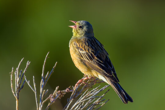 Aves de la sierra de Guadarrama en Madrid