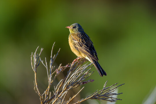 Aves de la sierra de Guadarrama en Madrid