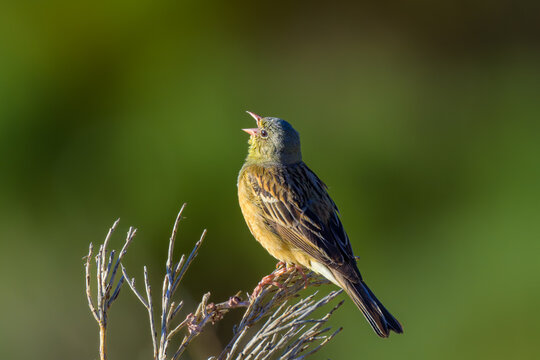 Aves de la sierra de Guadarrama en Madrid