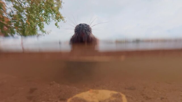 Split level, bold and curious nutria swims in Vltava River, approaching to camera, it stands on its hind legs, begging tourists for treat and receives leaf of green salad, Prague in background.