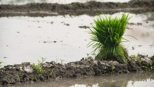 Rice Seedling Bundle on Muddy Paddy Field Dike Surrounded by Flooded Water, Ready for Transplanting, Java Indonesia