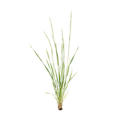 Fototapeta premium A single clump of tall, thin green grass blades with roots, isolated on a white background, representing a wild meadow or lawn plant