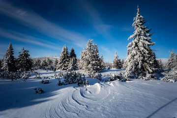Obraz premium Frozen pine trees covered in thick rime ice under deep blue sky