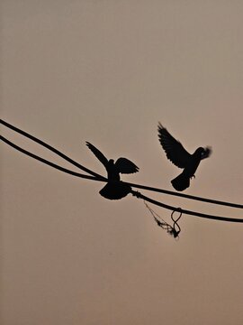 Two birds are captured in silhouette as they take flight from a power line against a soft, warm evening sky, evoking a sense of freedom and tranquility.