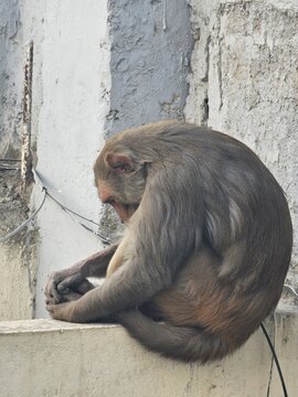 A solitary monkey sits on a ledge, gazing downwards with a contemplative expression, set against a textured wall that adds a sense of urban solitude.