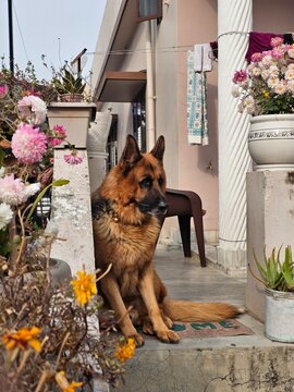 A German Shepherd rests on a porch surrounded by vibrant flowers, creating a serene and inviting atmosphere in a cozy residential setting.