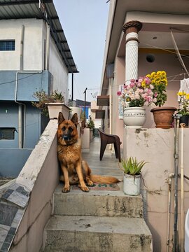 A German Shepherd sits calmly on the steps of a residential building, surrounded by potted plants and flowers, creating a serene and inviting atmosphere in an urban setting.