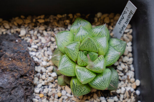 Adult succulent plant Haworthia emelyae var. comptoniana in a planter