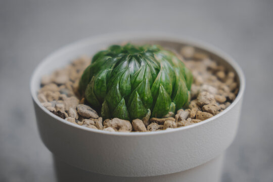 Close-up view of a tiny succulent plant called Haworthia Led Mutant in a white pot