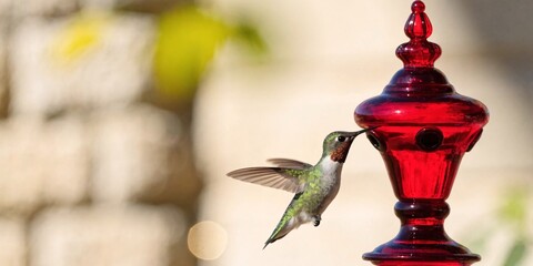 Fototapeta premium A male ruby-throated hummingbird hovering in mid-air to drink nectar from a bright red glass feeder in a peaceful garden setting