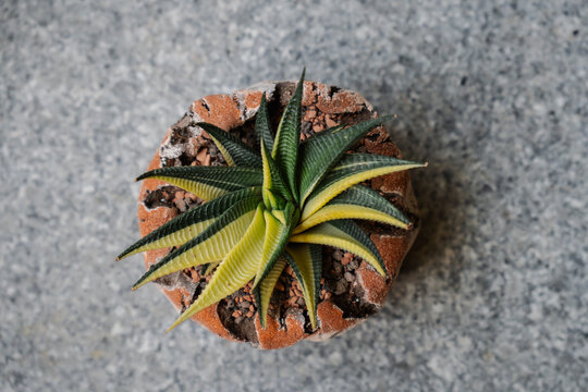Top view of of the variegated succulent plant haworthia limifolia