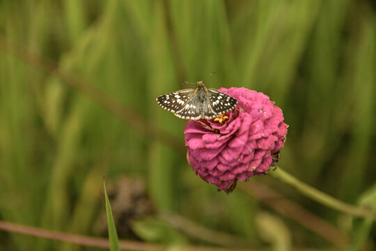 Checkered skipper butterfly resting on pink zinnia flower in a garden