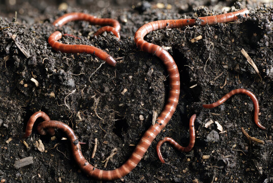 Earthworms in the soil section. A few worms are crawling in the dark moist soil, passages and organic remains are visible.