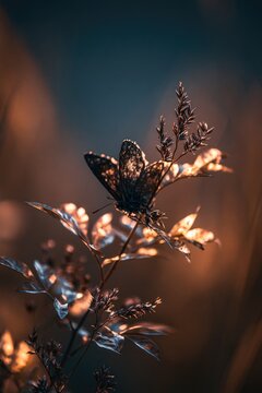 Close-up of a delicate butterfly perched on a plant in soft golden hour light