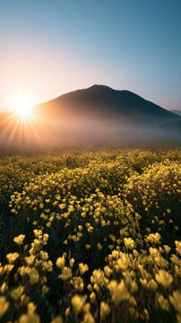 Golden sunburst over misty field of yellow wildflowers at sunrise