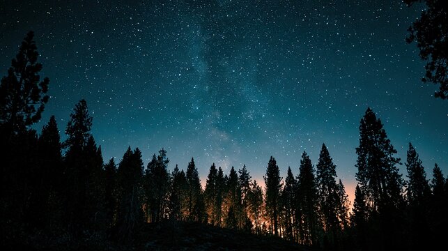 Silhouetted evergreen trees against a starlit night sky with a faint galaxy glow