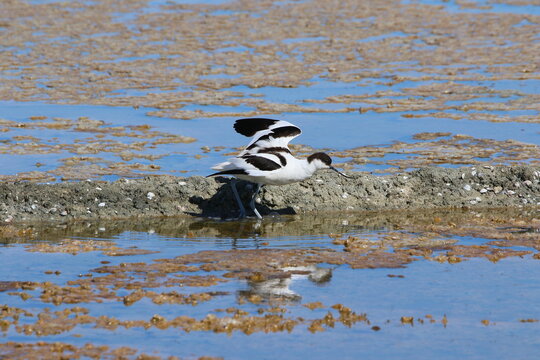 avocette elegante