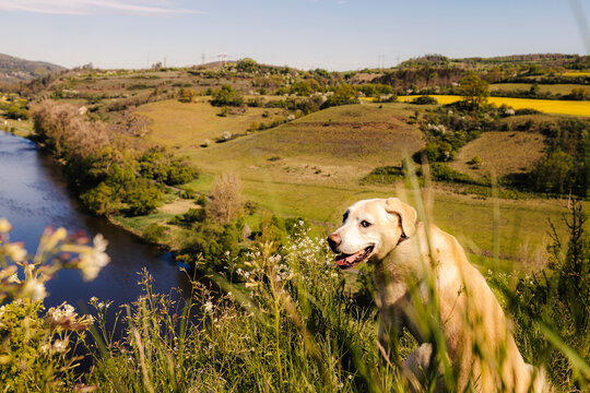 Labrador retriever dog sitting in green grass meadow during sunny day with scenic river valley in background. Active domestic pet animal exploration and countryside lifestyle concept.