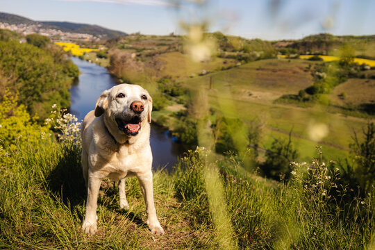 Labrador retriever dog standing on green grass meadow during sunny day with scenic river valley in background. Active domestic pet animal exploration and countryside lifestyle concept.