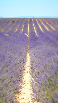 Valensole purple lavender fields in France.