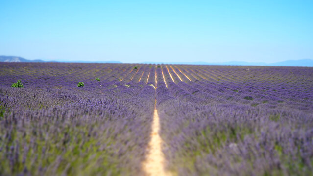 Valensole purple lavender fields in France.