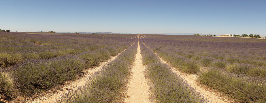 Valensole purple lavender fields in France.