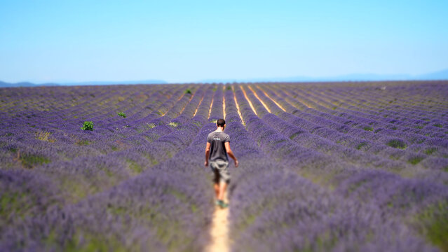 Valensole purple lavender fields in France.