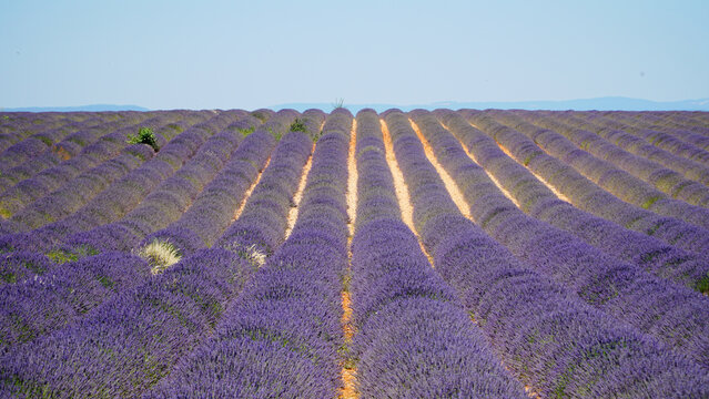 Valensole purple lavender fields in France.