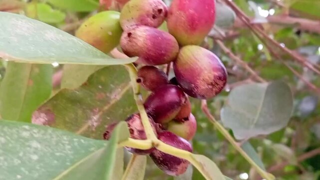Close Up of Ripe Java Plum (Jamun) Fruits Growing on Tree Branch