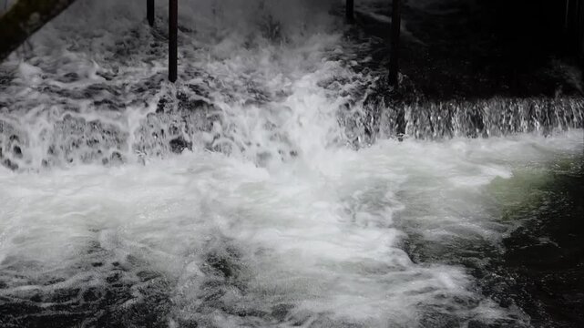 Sockeye salmon attempting to jump up manmade waterfalls on their journey upstream to spawn