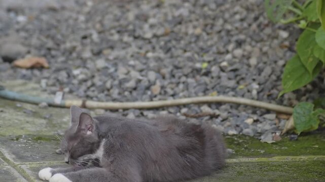 Grey Cat Grooming Outdoors
