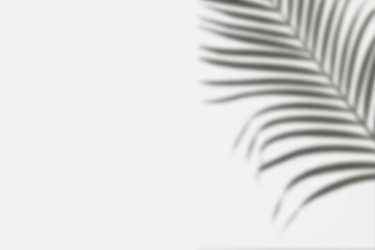 palm leaf shadow overlay, tropical botanical silhouette on white wall, soft window light, natural monochrome background