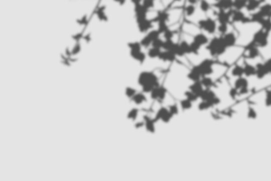 tree branch shadow overlay, botanical foliage silhouette on white wall, soft window light, natural monochrome background