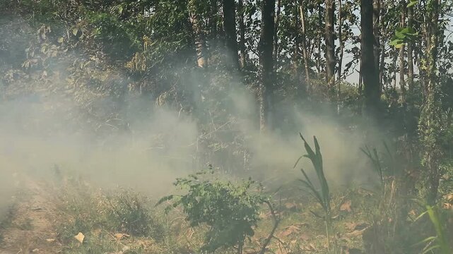 Thick smoke and small flames rising from a wildfire burning the grass and bushes on the roadside next to a forest
