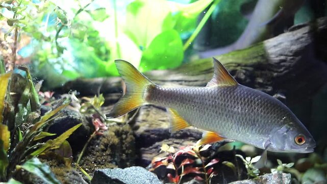 A silver roach fish with bright orange fins swims calmly alongside a striped perch