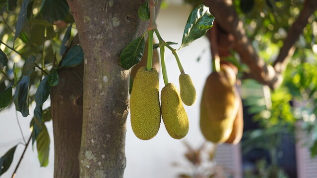 Cempedak Fruits Hanging on Tree Branch in Warm Sunlight