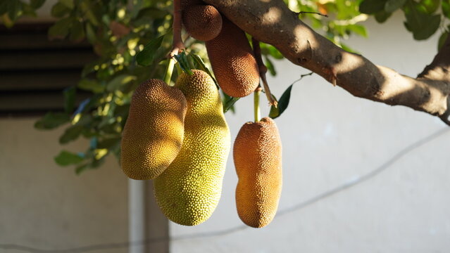 Cempedak Fruits Hanging on Tree Branch in Warm Sunlight