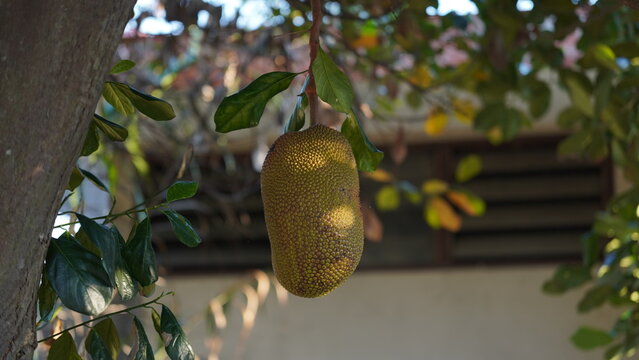 Cempedak Fruits Hanging on Tree Branch in Warm Sunlight