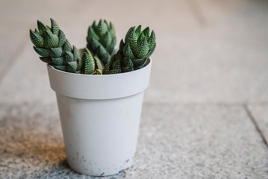 Beautiful Haworthia reinwardii succulent plant with three stems in a pot