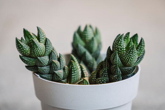Beautiful Haworthia reinwardii succulent plant with three stems in a pot