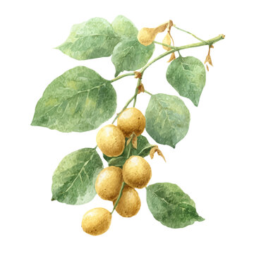 watercolor vector of Soybean, isolated on a white background.